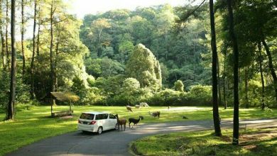 Tiket Masuk Prigen Safari Park 2022, Jam & Wahana Tiket Masuk Prigen Safari Park 2022, Jam & Wahana