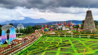 Taman Celosia, Pemandangan keindahan taman dengan aneka bunga Celosia di Semarang Taman Celosia, Pemandangan keindahan taman dengan aneka bunga Celosia di Semarang