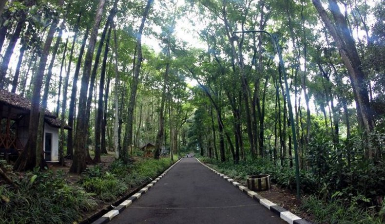 Taman Hutan Raya Juanda: harga tiket, foto, lokasi, fasilitas dan spot Taman Hutan Raya Juanda: harga tiket, foto, lokasi, fasilitas dan spot