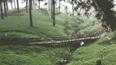 Hutan Pinus Limpakuwus, wisata alam viral di Purwokerto Hutan Pinus Limpakuwus, wisata alam viral di Purwokerto