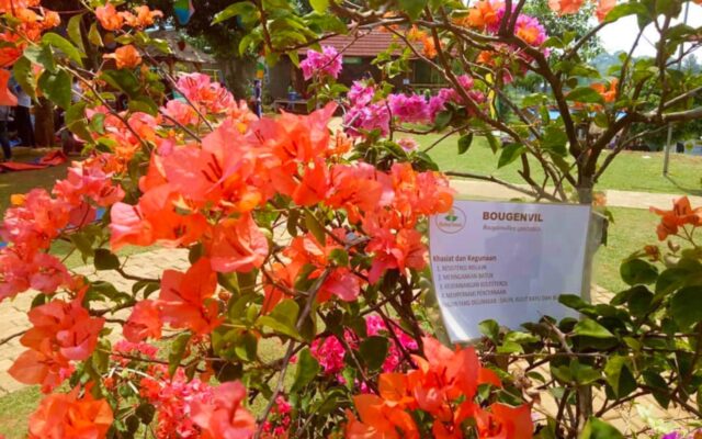 berbagai jenis tanaman herbal