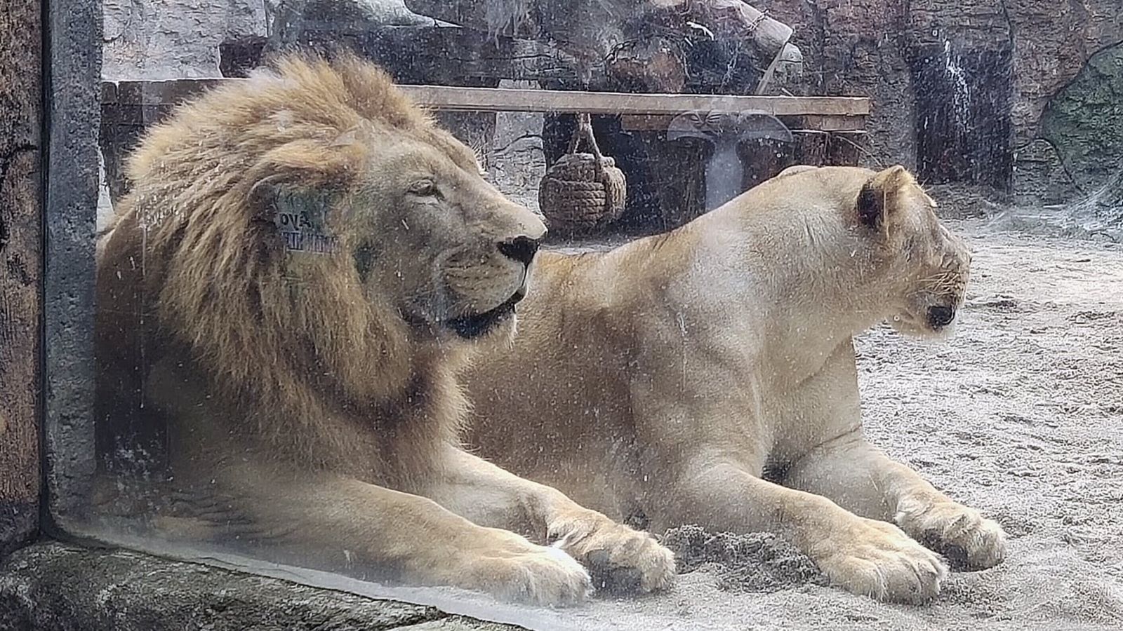 Tiket Taman ANIMAL Pematang Siantar & Koleksi Satwa Liar Desember 2022 Tiket Taman ANIMAL Pematang Siantar & Koleksi Satwa Liar Desember 2022