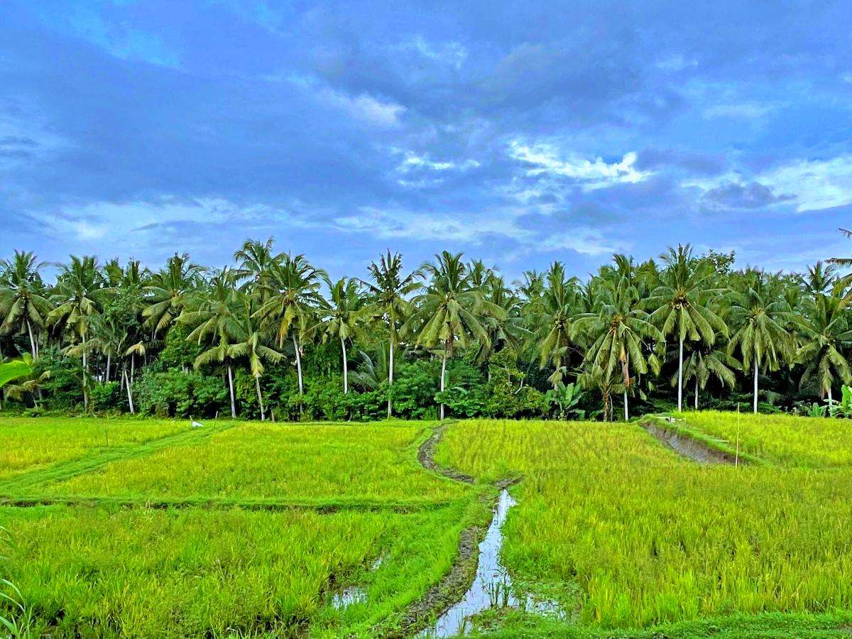 Wisata Sawah Teras Sawah Kajeng Sawah Canitk September 2022 Wisata Sawah Teras Sawah Kajeng Sawah Canitk September 2022