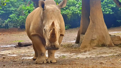 Tiket dan aktivitas Taman Safari Bogor Tiket dan aktivitas Taman Safari Bogor