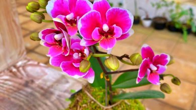 Biaya Masuk & Atraksi Kebun Raya Cibodas Biaya Masuk & Atraksi Kebun Raya Cibodas